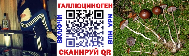 Псилоцибиновые грибы GOLDEN TEACHER где купить наркоту Славск